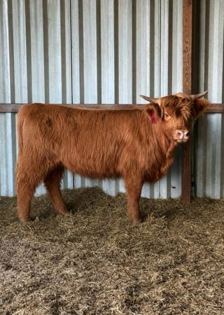 AHCA Highland Heifer 1