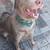 Sliver labrador retriever 1 thumbnail