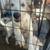 Great Pyrenees Husky Mix 2 thumbnail