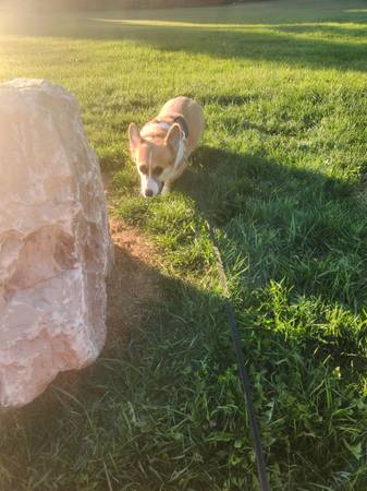 Female Corgi Born 4-9-2363843454665345121