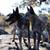 Blue Heeler puppies 4 thumbnail