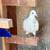 Pigeon for sale 3 thumbnail
