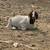 Sheep & Goats 12 thumbnail
