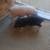 1 Baby Piglet for sale 1 thumbnail