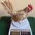Micro Kikiriki rooster 3 thumbnail