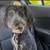 Aussiedoodle to good home 2 thumbnail
