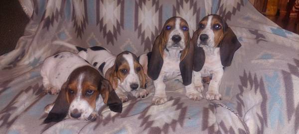 Basset Hound Puppies63654750169857124
