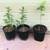 Shade Trees. Shrubs. 3 thumbnail