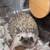 4 month old male hedgehog with everything he needs. 2 thumbnail