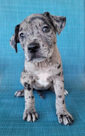 Loving Home Needed for Adorable am staffy mix puppy (financial district)63861571351041120