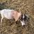 Fainting goats 6 thumbnail