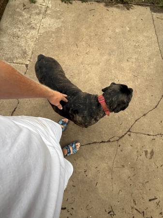 Mastiff mix (Coin iowa)63670840915585122