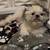 Shih Tzu Puppies 6 thumbnail