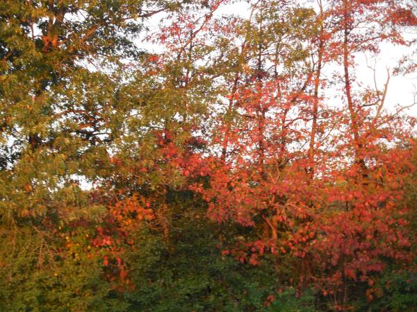 Wild growing red bud & other trees 1