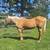 Gelding 2 thumbnail