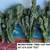 Peruvian Apple  & Monstrose Cactus,  Edible Cactus, Dragon Fruit 13 thumbnail