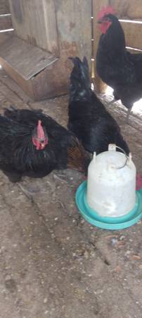 Black astrolop roosters 1