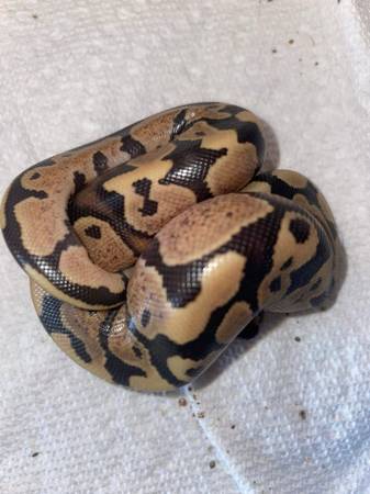 Baby ball pythons (Des Moines)63671573137921122