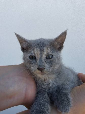 Grey girl kittens63679255013635121