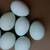 Chicken, Quail & Duck Fertilized Hatching Eggs 2 thumbnail