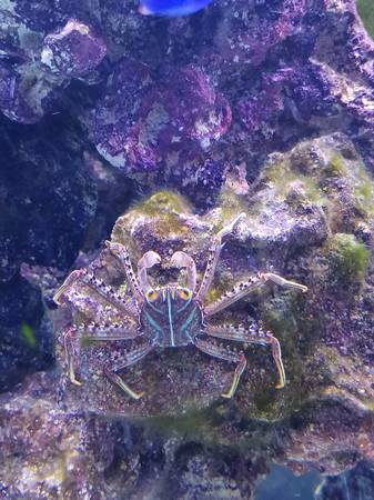 3" saltwater crab 1