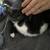 1 and 1/2 month old kitten looking for a home 2 thumbnail