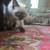 Kittens need home 2 thumbnail