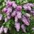 Flowering Shrubs, Ornamental Shrubs, Bushes Evergreen Shrubs 11 thumbnail