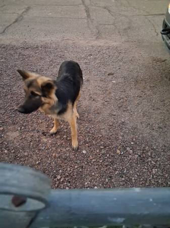 R U Missing A Dog (Tucson)64691244851585120