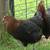 Taking Orders ~ CHICKS ~ Black Stars & Heritage Rhode Island Reds 24 thumbnail