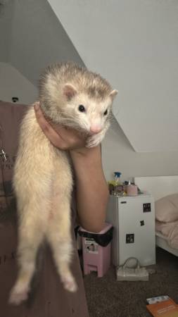 Ferret for sale!! 1