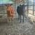 Beef heifers 22 thumbnail