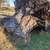 Need this FIREWOOD-GIANT STUMPS gone fast! 2 thumbnail