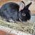 Rabbits, bunnies, rehome 2 thumbnail
