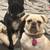 Pure Breed Black Pug Puppy Male 4 thumbnail