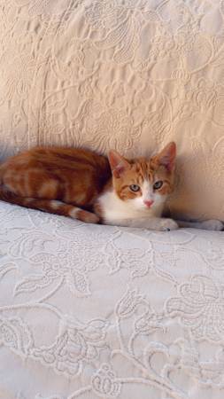 Kittens ready for new homes (Vancouver)63916333422722121