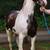 TN Walking horse 6 thumbnail