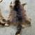 Raccoon Skin Pelts - 6 available - $20 ea or 6/$75 4 thumbnail