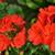 Pelargonium hortorum 1 thumbnail
