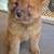 Chow Chow 2 thumbnail