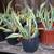 CACTUS Century Plants Blue Agave or Yellow Edges 3 Gal. Pots 14 thumbnail