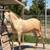 Andalusian horse 3 thumbnail