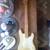 Fender American Bullet Deluxe B-34 Bass 1981 2 thumbnail