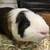Male Guinea Pig 4 thumbnail