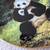 The Panda Collectible Plate by Will Nelson 2 thumbnail
