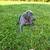 Weimaraner 4 thumbnail
