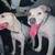 Found 2 dogs 1 thumbnail