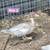 Unique Pure Muscovy Ducks! 2 thumbnail