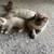 Beatuiful ragdoll kitten 9 thumbnail