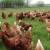 FARM FRESH EGGS ~buy at the farm~ 1 thumbnail